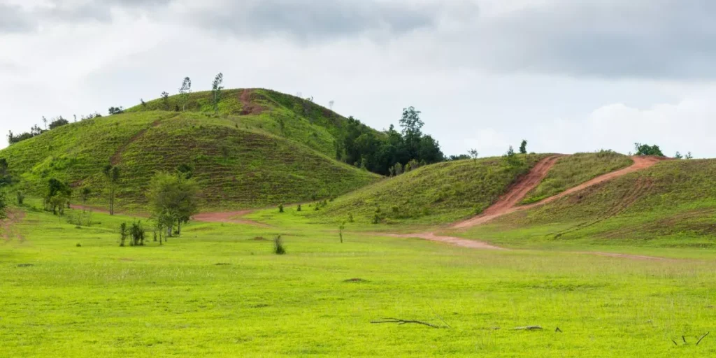 What Are the Differences Between Warm and Cool Season Grasses?