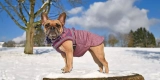 Stylish and Functional Dog Winter Coats